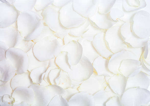 Wilted white rose and petals on white background.