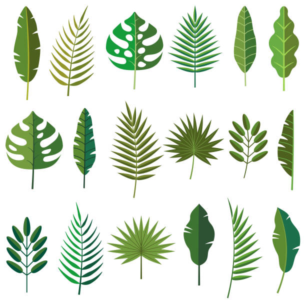 ilustraciones, imágenes clip art, dibujos animados e iconos de stock de iconos de hoja tropical - palm leaf branch leaf palm tree