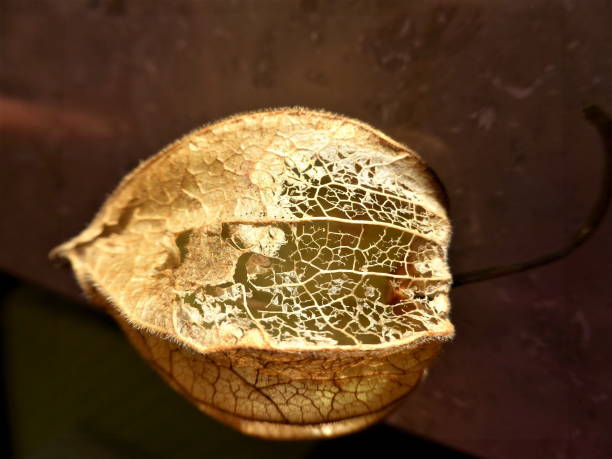 Physalis alkekengi close-up.