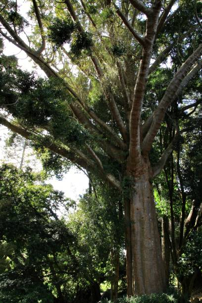 istock Leafy and green gardens in Sintra 1142071813