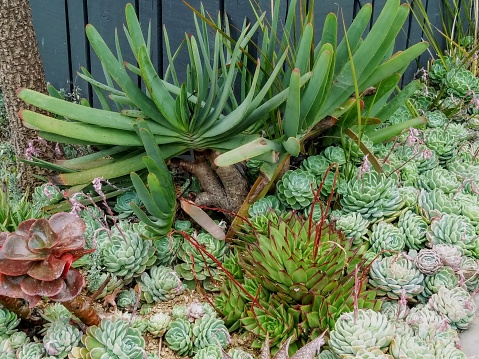 Suculent plants - suculent garden - Homestyle garden in California