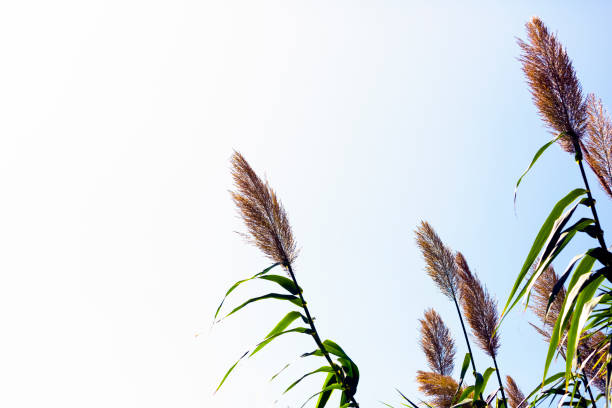 Closeup wild grass in sunlight, Pampas grass, sky background with copy space, full frame horizontal composition