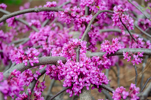 Close up of Weeping Texas Redbud, Early Spring Flowers and Blossoms
