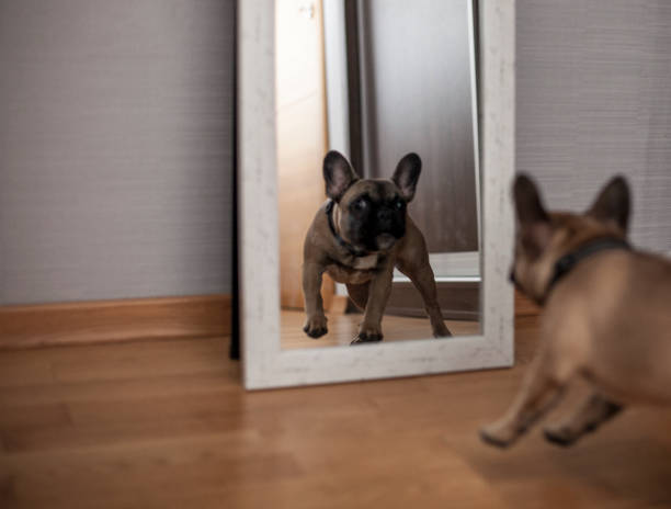 istock Puppy Facing His Reflection in the Mirror 1142074063