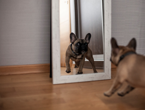 cute puppy looking in the mirror, seeing herself getting scared