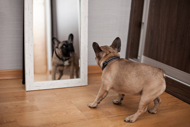 Dog Refection 680+ Dog Reflection Mirror Stock Photos, Pictures & Royalty-Free Images ...