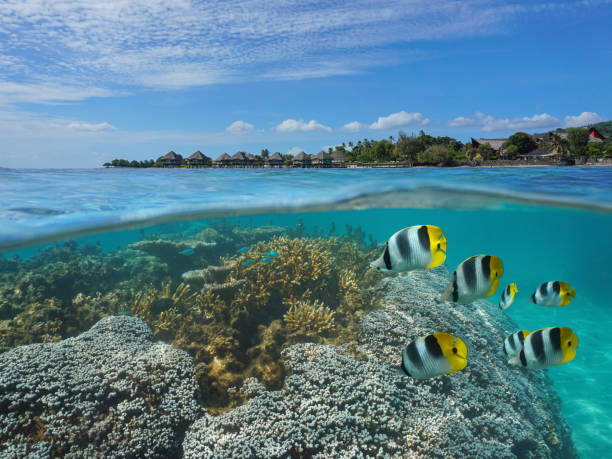 istock French Polynesia Tahiti coral and fish with resort 1142075837