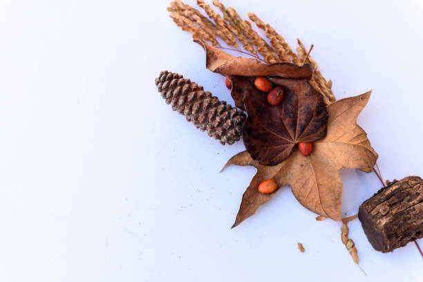 istock Botanical still life in brown tones against white. 1142075931