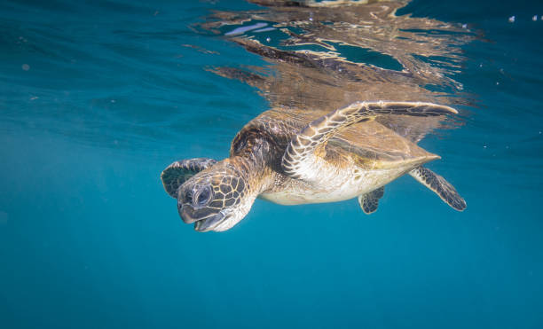 istock Hawaiian Green Sea Turtle 1142076420