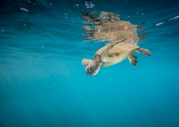 istock Hawaiian Green Sea Turtle 1142076427