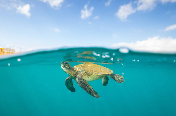 turtle submerging after surfacing for a breath