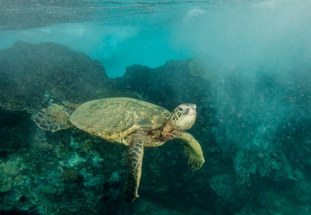istock Hawaiian Green Sea Turtle 1142076686