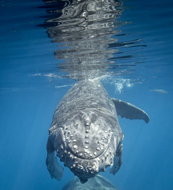 istock Humpback whales of Hawaii 1142076845