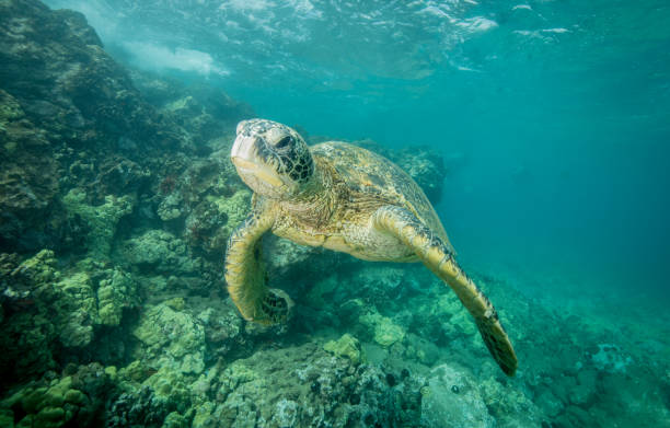 istock Hawaiian Green Sea Turtle 1142077007