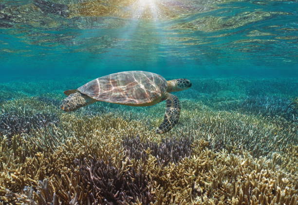 istock Sea turtle coral reef with sunlight Pacific ocean 1142080704