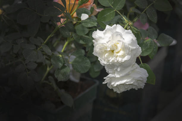 Beautiful double white rose flowers closeup. Spring garden series, Mallorca, Spain.