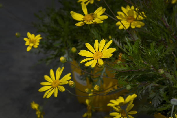 Yellow daisy flowers closeup
