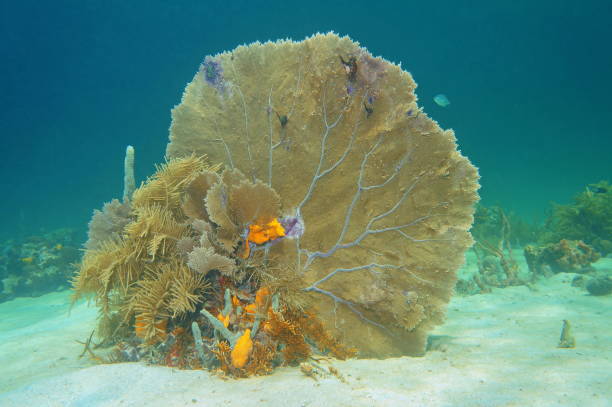 weiche korallen venus-fan gorgonia flabellum karibik - flabellum stock-fotos und bilder