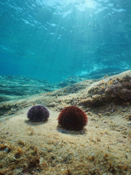 istock Sea urchins underwater Mediterranean sea 1142085521