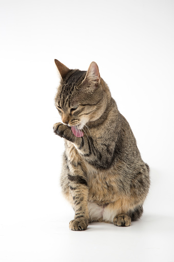 Mixed-breed cat on white background, licking its paw. Studio shot. Copy space. Front view.