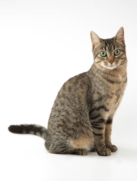 Cat portrait on white background Mixed-breed cat on white background. Studio shot. Copy space. Front view. shorthair cat stock pictures, royalty-free photos & images