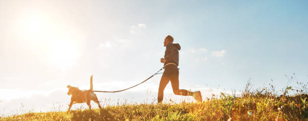 des exercices de canicross. l’homme court avec son crabot de beagle au matin ensoleillé - pets grass scenics dog photos et images de collection