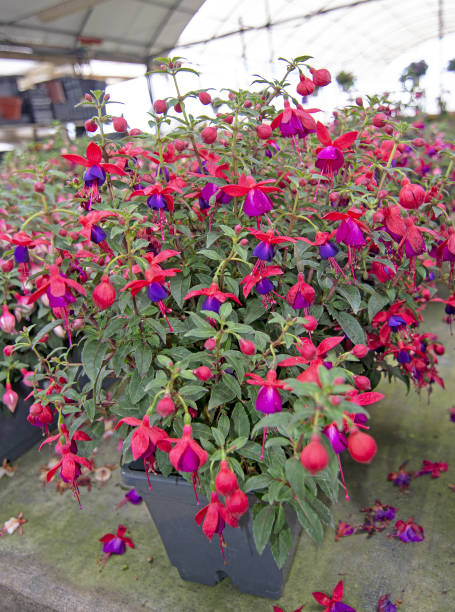 fuchsia flowers pink purple and red - 6646 imagens e fotografias de stock