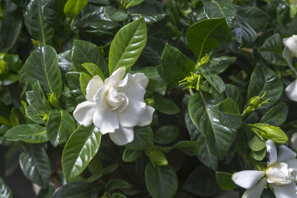 istock Beautiful white gardenia flower closeup 1142087793