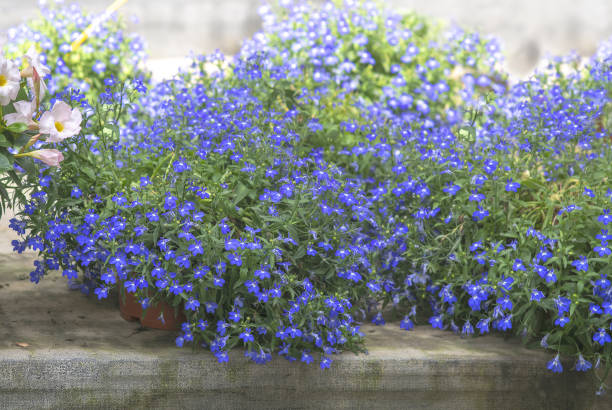 istock Blue lobelia flowers 1142088282