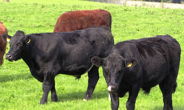 istock Red and black cattle on a farm 1142088379