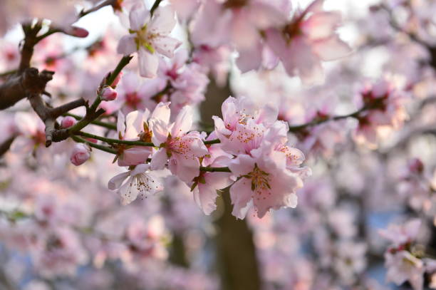 In full bloom in the peach blossom In full bloom in the peach blossom Nectarine stock pictures, royalty-free photos & images