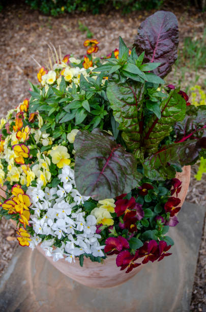 istock Container Gardening with Various Early Spring Flowers and Blossoms 1142097886