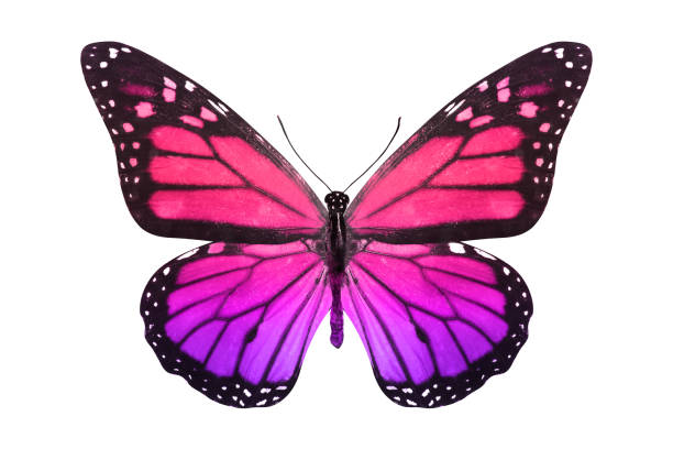istock butterfly isolated on white. multicolor insect. tropical animal. template for design 1142099620