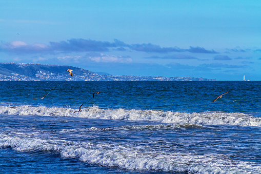 Ocean Waves and Flying Seagulls at Newport Beach, California