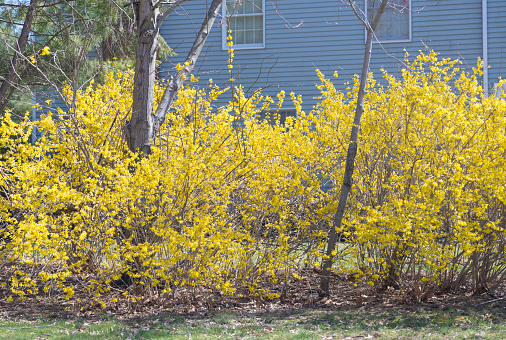 Forsythia or happiness tree blooming in Beijing in a spring time.