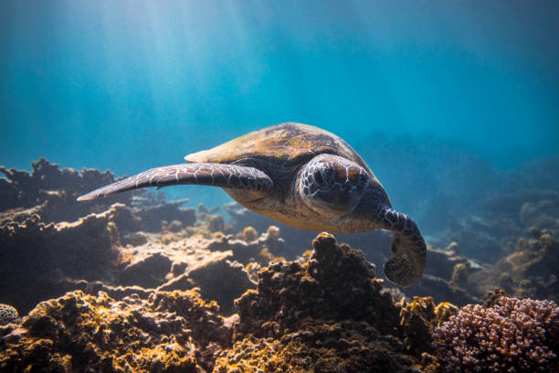 istock Turtle close up in sunbeams of light 1142104388