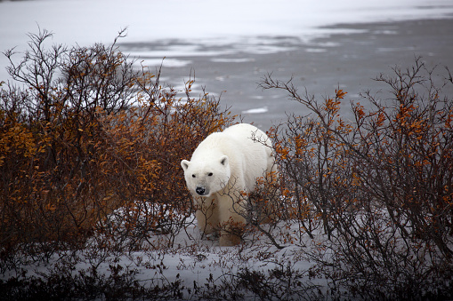 Side view of polar bear (Ursus maritimus) walking along the Hudson Bay, waiting for the bay to freeze over so it can begin it's hunt for ringed seals.\n\nTaken in Churchill, Manitoba, Canada