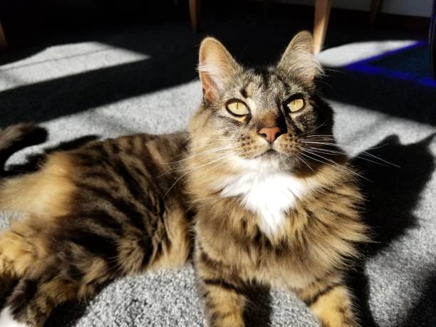 istock Cute dreamy cat laying on the floor in a sunbeam looking up 1142106607