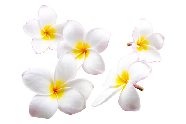 istock White plumeria flowers on isolated white background 1142107608