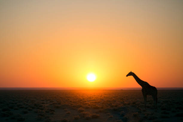 giraffa silhouette all'alba - niger delta foto e immagini stock