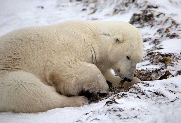 istock Polar bear eating algae near Churchill Manitoba 1142109275