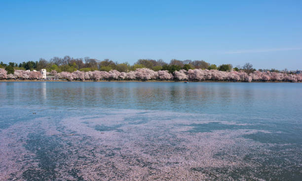 istock Cherry blossom by lake, Washington DC 1142109938