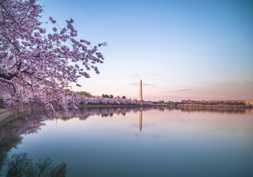 Washington DC, Tidal Basin, USA, Cherry Blossom, Reflection
