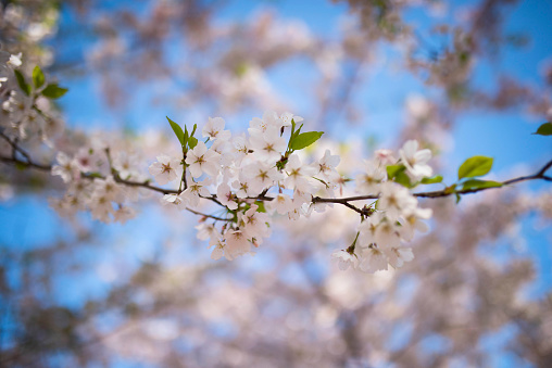 Seattle, USA, Cherry Blossom, Springtime, Fruit Tree