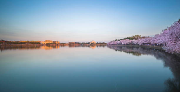 istock Cherry trees blossoming season around Tidal Basin in Washington DC, USA. 1142109997