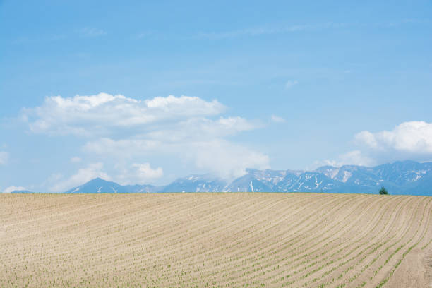 istock Field of early summer 1142110154