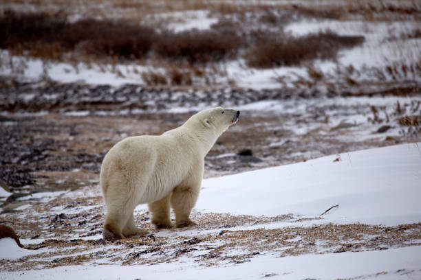 istock Walking polar bear near Churchill Manitoba 1142111155