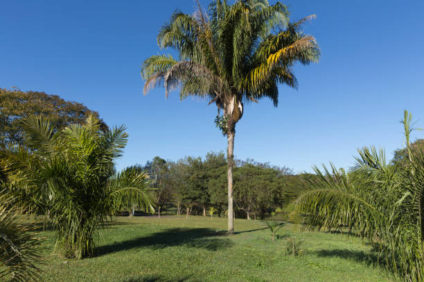 istock Palm trees and the blue sky. 1142111160