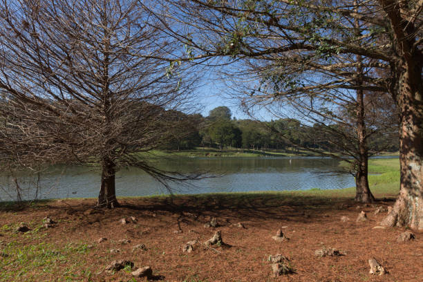 istock Sao Lourenco Park. 1142111766