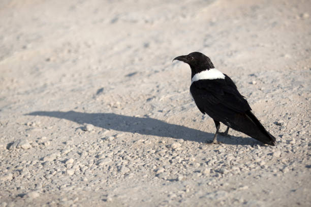 Pied Crow in Etosha National Pak, Namibia